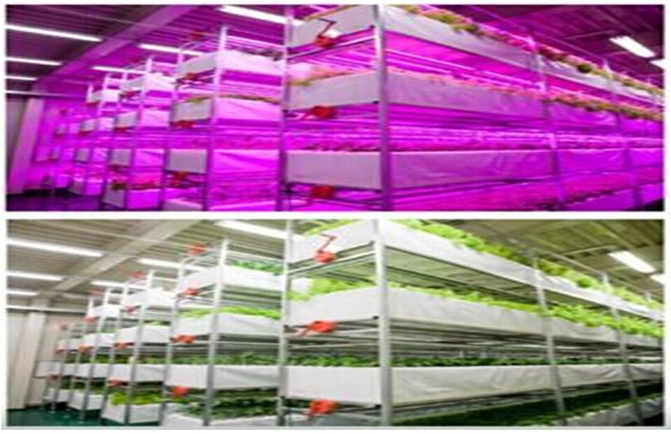 uvled应用于植物工厂13048834002